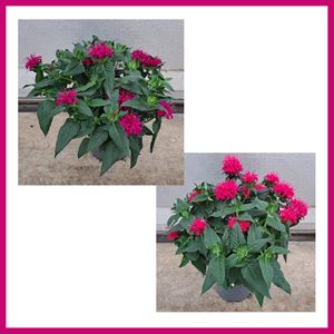 Bild von VP Monarda P19 Divers